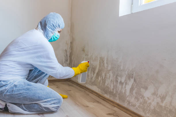 Licensed Mold Remediation service in Belleville, IL - WQB Mold Removal